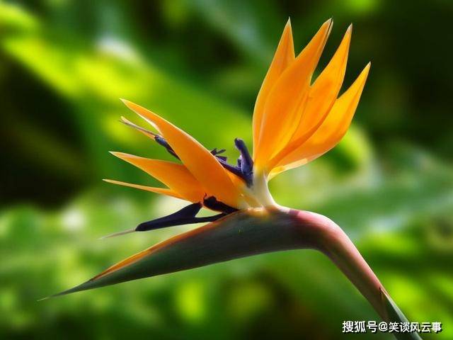 广西有种姿态最优雅的花，花型如仙鹤展翅欲飞，叶子大如蕉叶