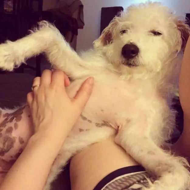 这么摸狗狗才最舒服看过才发现原来之前自己真的摸错地方了