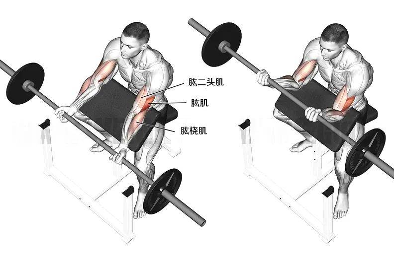 肱肌训练动作图片