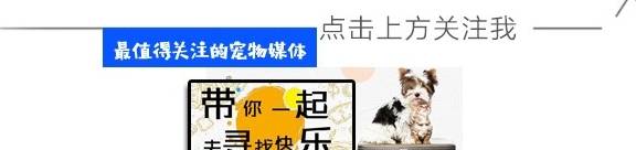 好事|狗狗每天都去店里赊账，把超市当成自己家，主人却对着账单发愁！