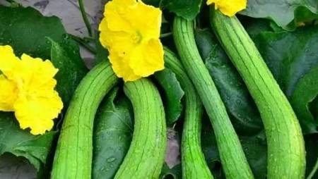 丝瓜的功效与作用能治便秘吗 e361077cd42e49a7802fd84b86cb6f29.jpeg