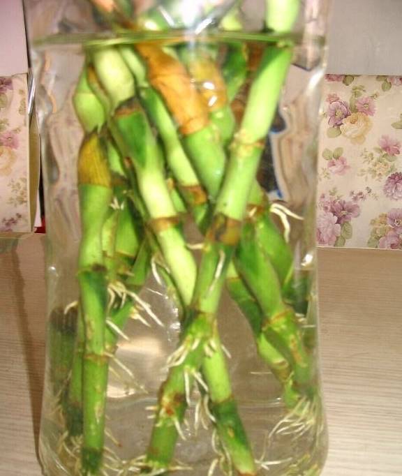 富贵竹几天喷一次水呢 e68e4addfbb44933afd9e057fb18cb7c.jpeg