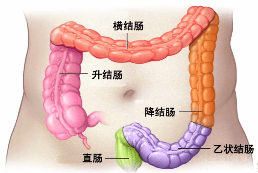 小肠大肠直肠图解图片