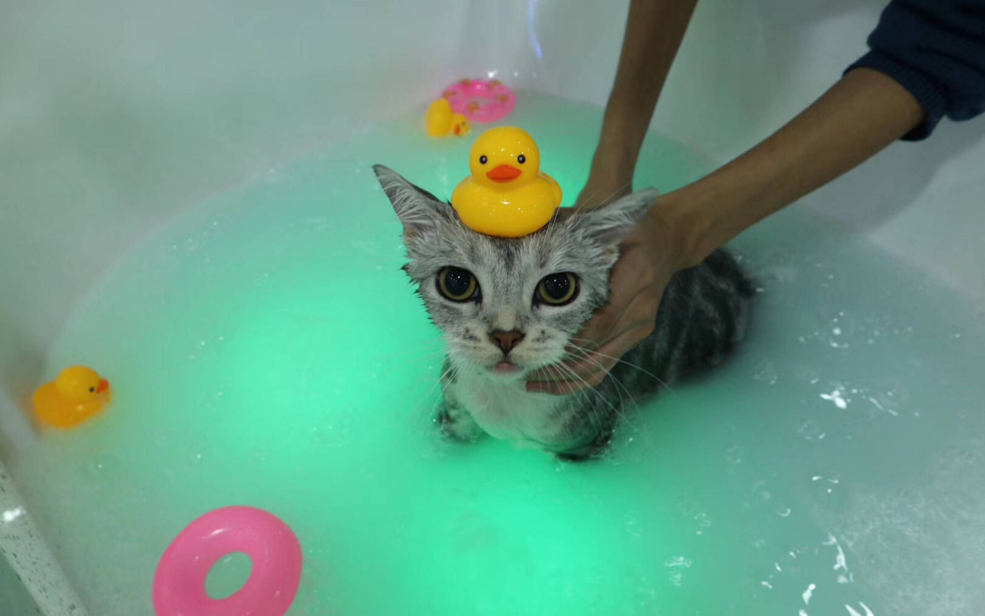 "养猫10年,只给猫咪洗过一次澡":猫咪一生不洗澡可以吗?