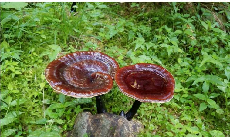 et zhang的干燥子实体,又名赤芝,丹芝,潮红灵芝,菌灵芝,灵芝,木芝等