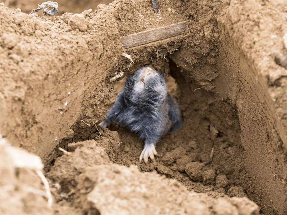 鼢鼠学名叫做中华鼢鼠,和我们常见的老鼠,田鼠等一样,都是鼠类的一种