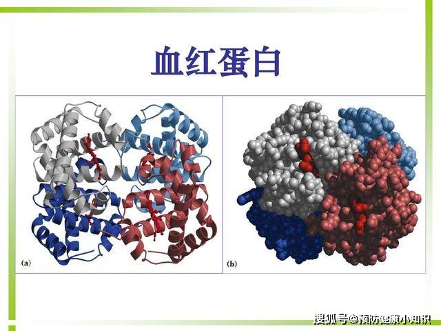 机体|做血常规检查时，若这3个指标升高，建议进一步诊断
