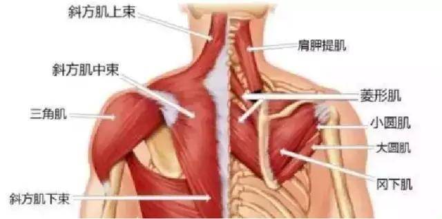 肱骨|把背挺直！危害颈椎的体态问题，孩子中招了吗？