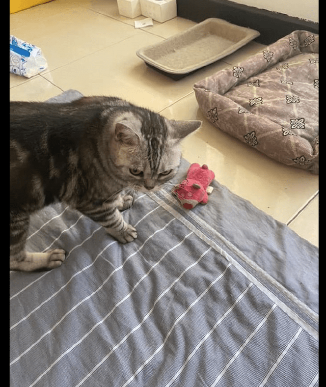 猫为什么把玩具叼床上