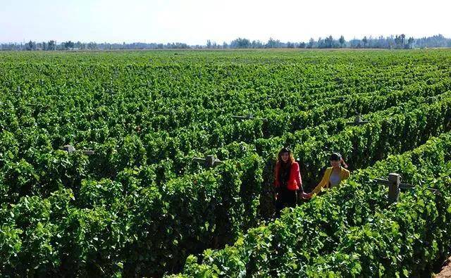 刘金启|赵薇4000万买外国酒庄，卖回国980元一瓶，结果被煤老板狠狠打脸