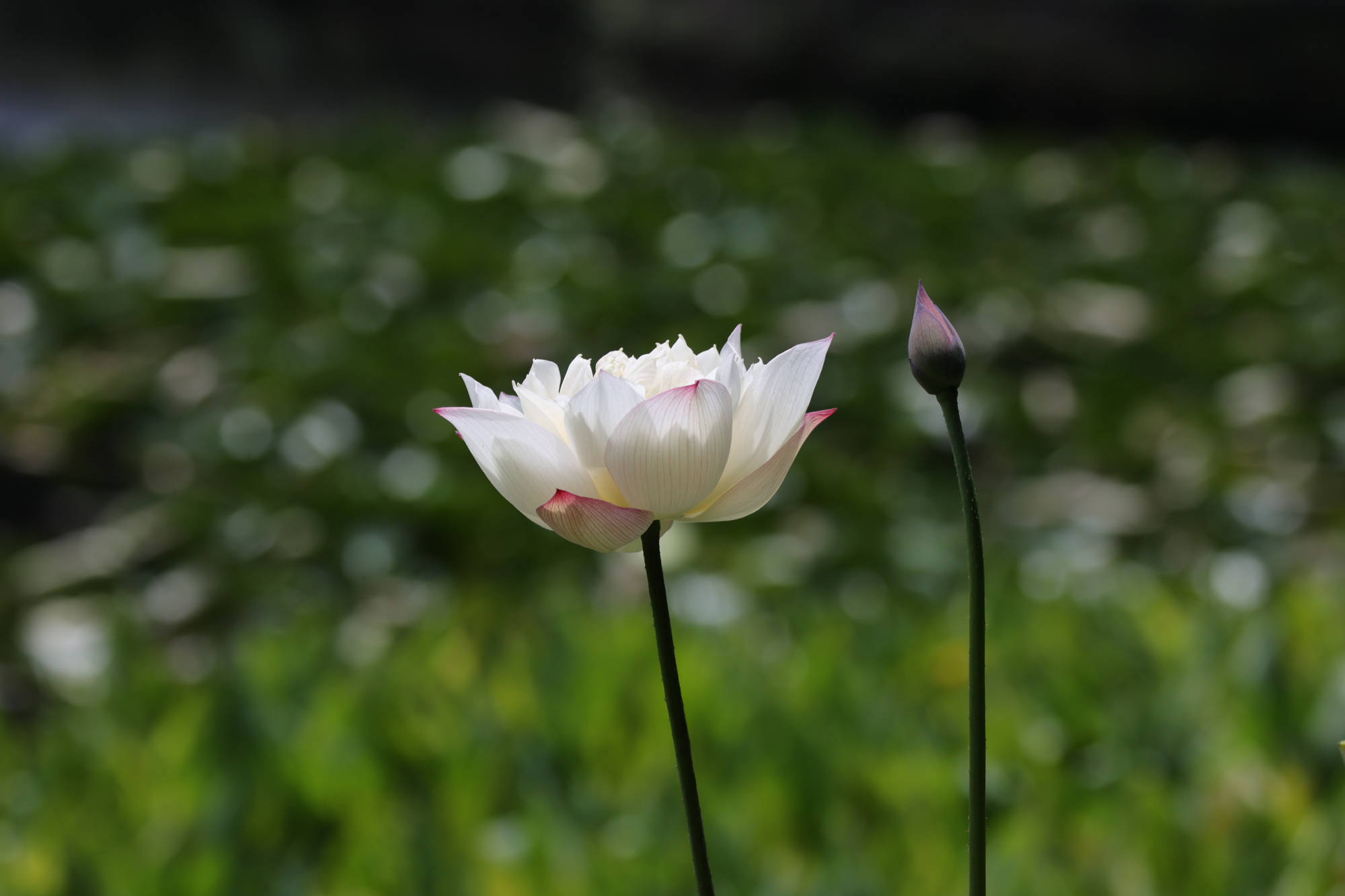 古代|为什么白居易喜欢写荷花？西湖荷花和白居易有什么关系