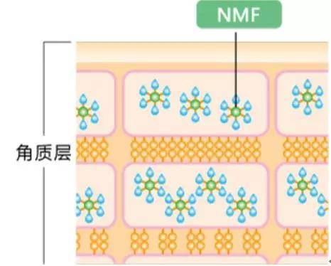 智商|眼霜、面霜、精华真的有区别吗？——揭秘“高明的智商税征收法”