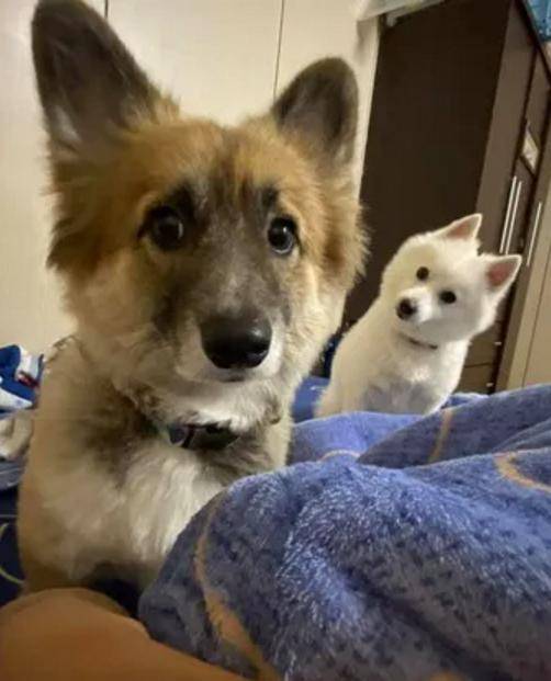 宠物|男子养了只黑色的柯基，一年后却满头问号：怎么掉色了呢？