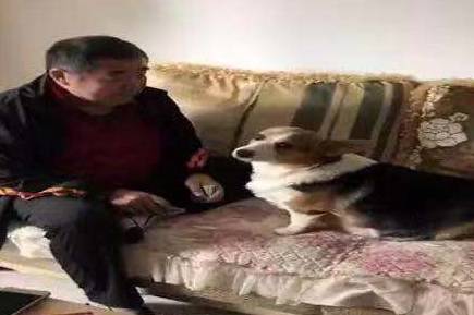 网友|主人爸爸表示不想养柯基，柯基“一巴掌”呼上去，网友：来硬的？
