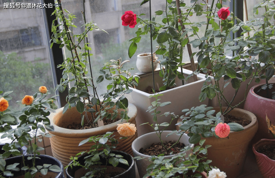 盆栽花肥怎么选 7ef8f427554949ff8d4e5bcda6ea0553.png