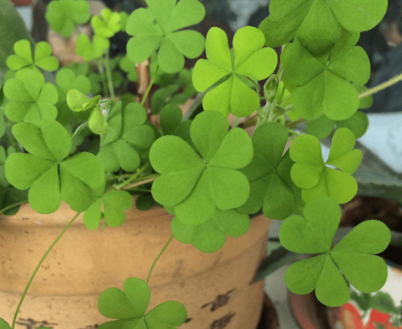 这款野草叶子是心形,盆栽显得个性又有趣,老桩是"万人迷"_三叶草