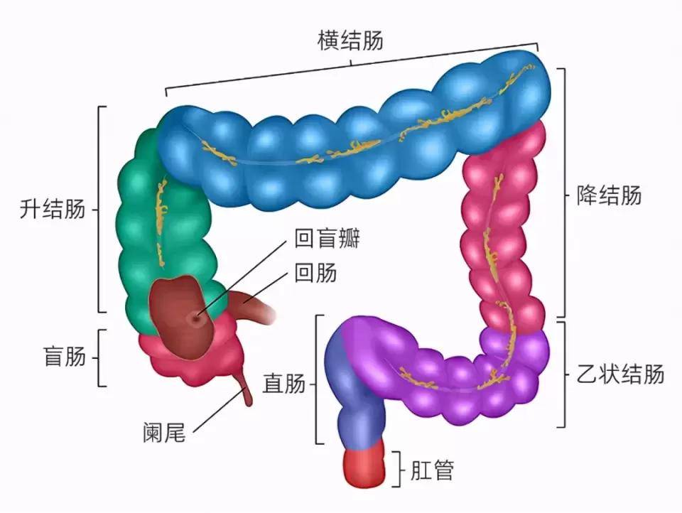 人体大小肠结构图图片