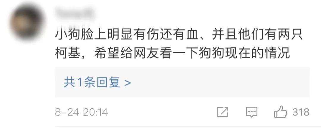 处理结果|洗衣机小柯基找到了!但处理结果……