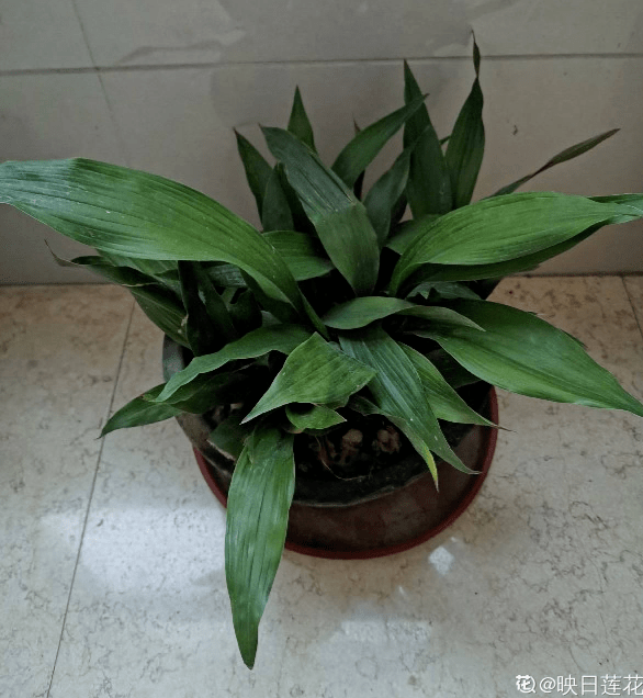 龟背竹怎么浇水施肥 0cd31cd4c6034def958bf769e767cc02.png