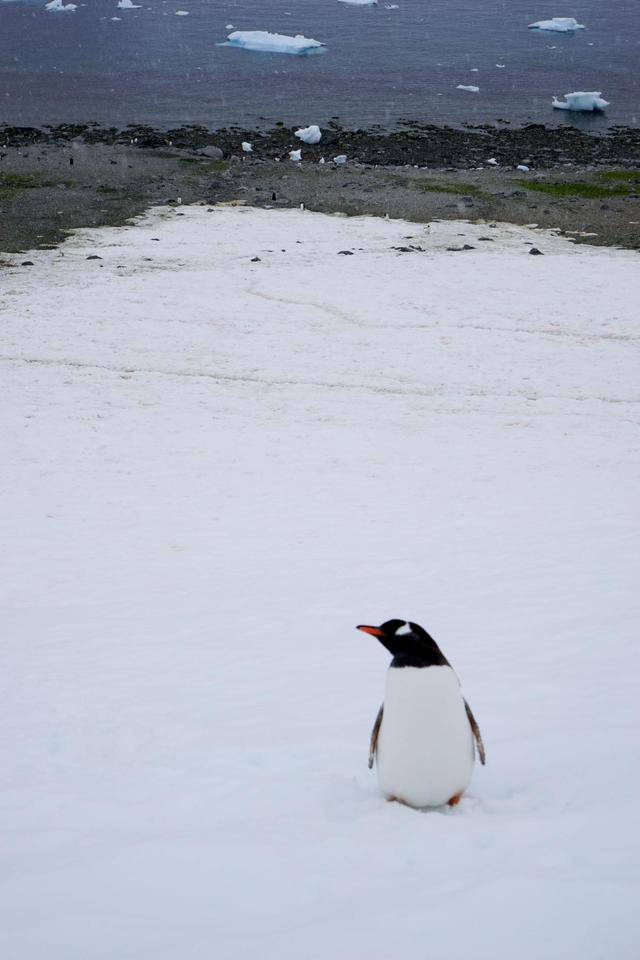 在南极为什么不能跟企鹅近距离接触？原因有很多