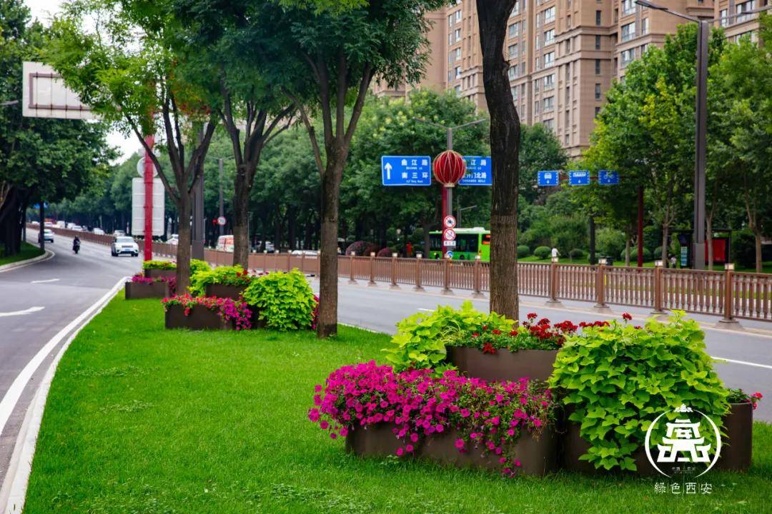 城市里的园艺绿植你了解多少