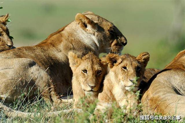 肯尼亚大草原一群狮子，经常猎食犀牛角马，却对小小豹龟无从下手