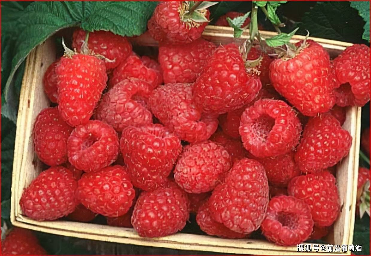 用于描述|葡萄酒常见香气分类图鉴详解,果实类香气图鉴、特点及品鉴方法