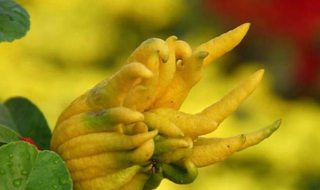 佛手的功效与营养 97841ccd727742d8978cfa902da92a06.jpeg