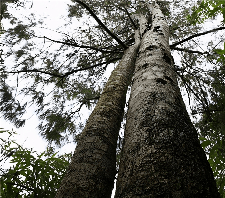仅31株全球独一份云南巧家五针松迎30年最好消息如何反转