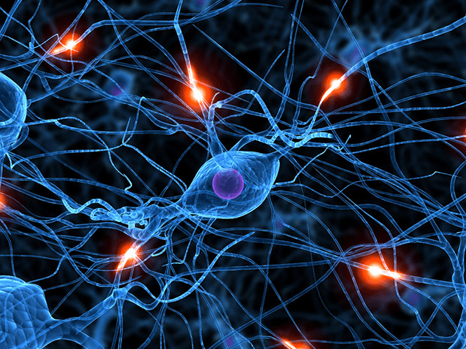 模型|炎症的危害你了解吗 芝麻素的抗炎机制