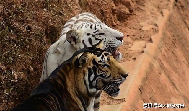 原创印度野外出现黑虎威风凛凛的黑虎不止存在于神话不过濒临灭绝