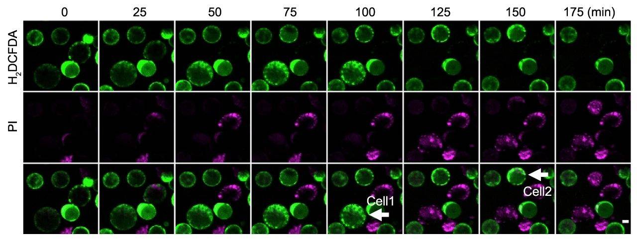 h2dcfda | ros 荧光探针检测法_染色