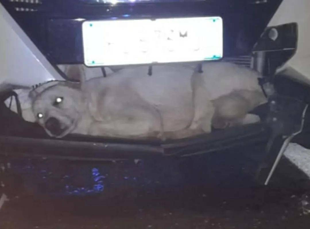 时速128公里的车撞到了一只流浪狗，它获救的方式…太神奇了！