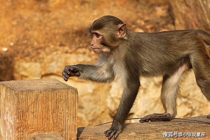 狒狒属于猴子还是属于猩猩 1e13de9e10094f77a8dc4e19ed5a45ff.jpeg