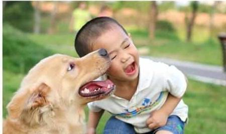 小孩子|如今越来越多人饲养金毛,这5点也许就是原因!