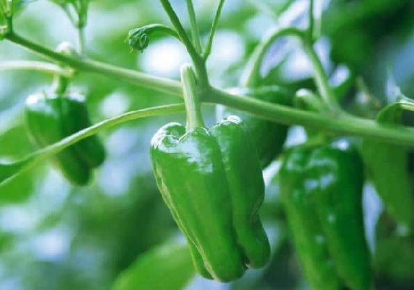 懒人种胡萝卜方法 c66f16e651664a0eaf9a58b67fee6db9.jpeg