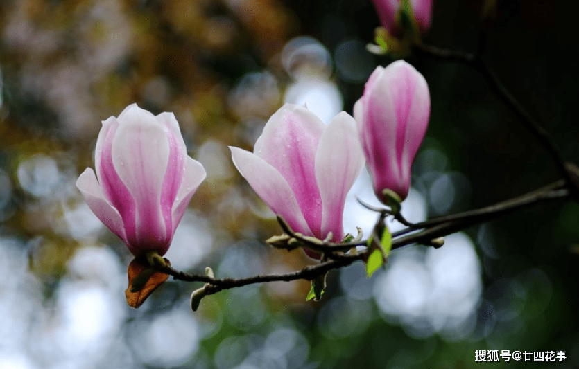 桂花|家有小院，就养7种“耐寒花”，从秋到春不寂寥，冬天也有花看