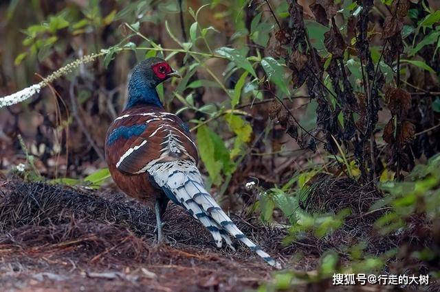 原创云南无量山发现哑巴鸡带娃觅食,撞见人敢跳起来对峙,让雏鸡先逃
