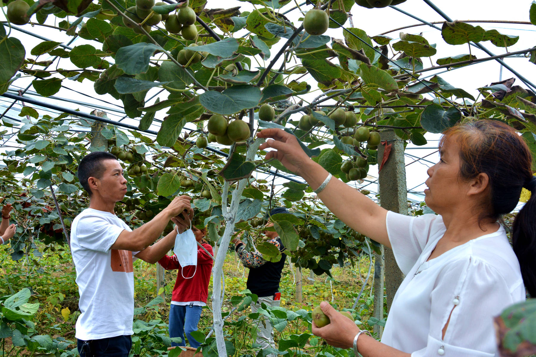秋意渐浓，广元太公岭村的猕猴桃成熟了，拍客：大丰收！