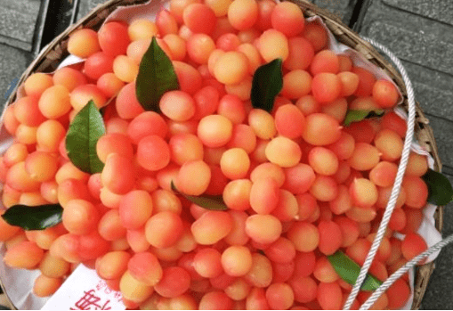 原创李子的一种定植2年就挂果一斤高达20元还常被当成进口水果