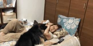 意思|德牧闯进卧室不吭声，盯着床头柜不走，女主明白后笑翻了