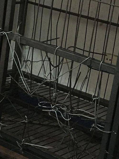 養一隻哈士奇是怎樣的體驗？網友表示：讓人又樂又氣！ 萌趣萌寵 第4张