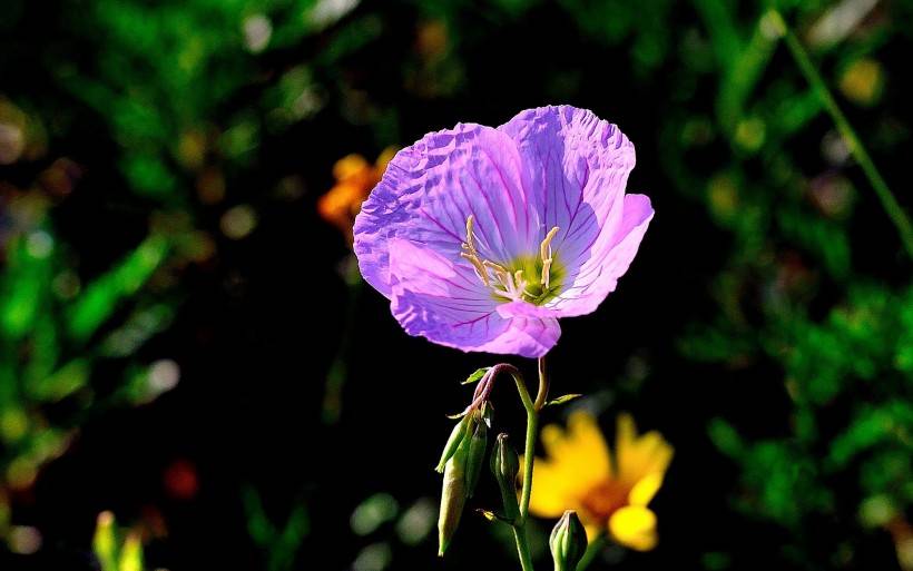原创9月10号起咸鱼翻身转好运吉运缠身的4大生肖