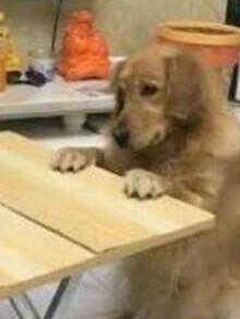 低下头|铲屎官在和金毛互动的过程中,偷了它的零食,狗狗抬头一脸懵!