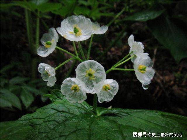 世界上最纯洁的花 花瓣透明如水晶 每当下雨就 变脸 海藻