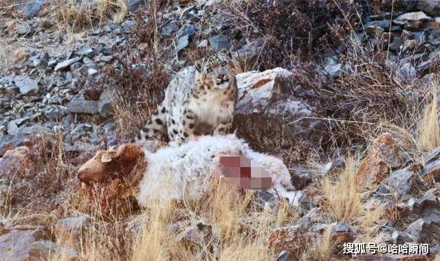 新疆出现雪豹，攻击悬羊被刺伤，又坠落山崖，只好忍痛去偷家羊