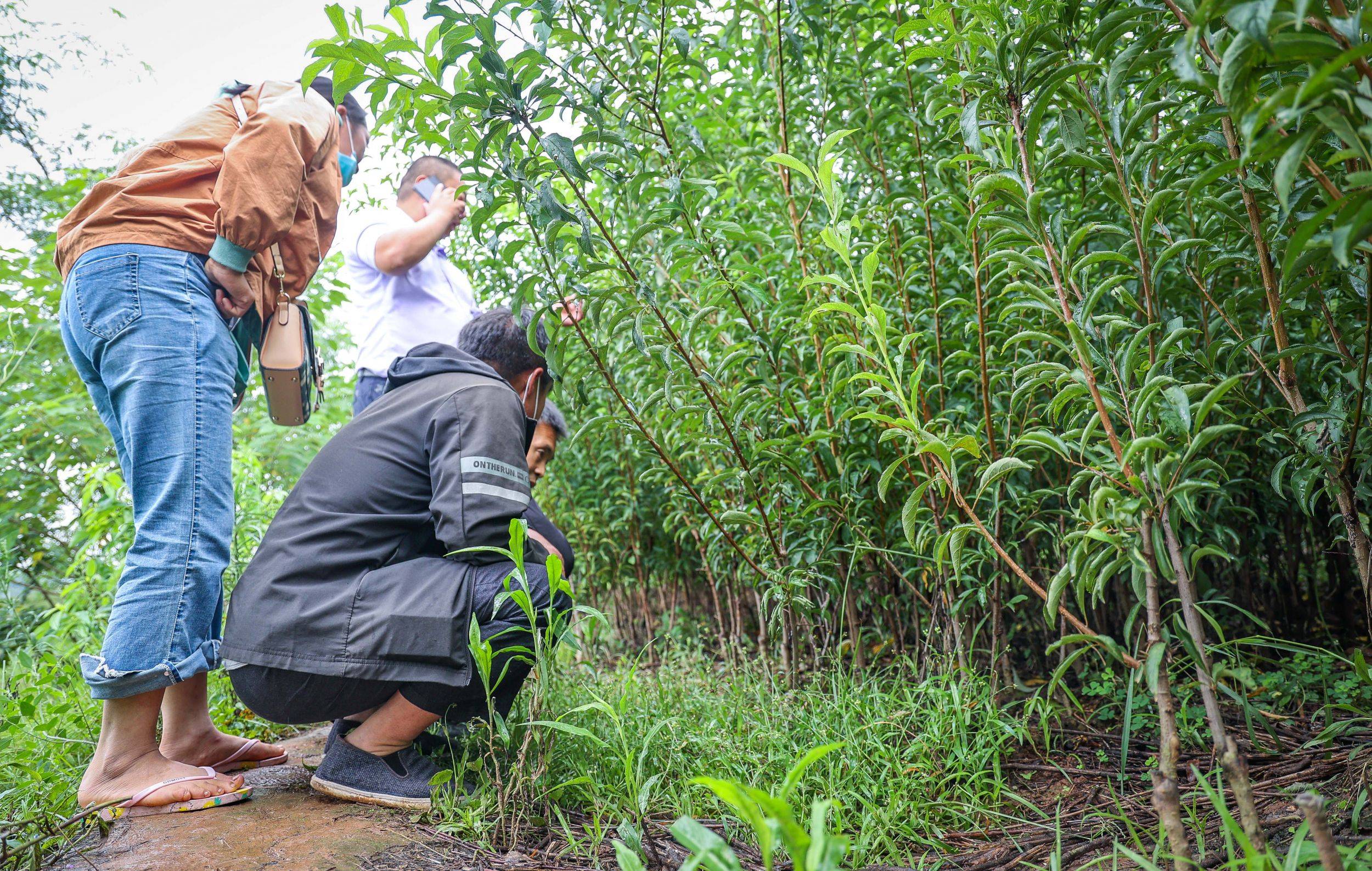 种植李子树苗的技术