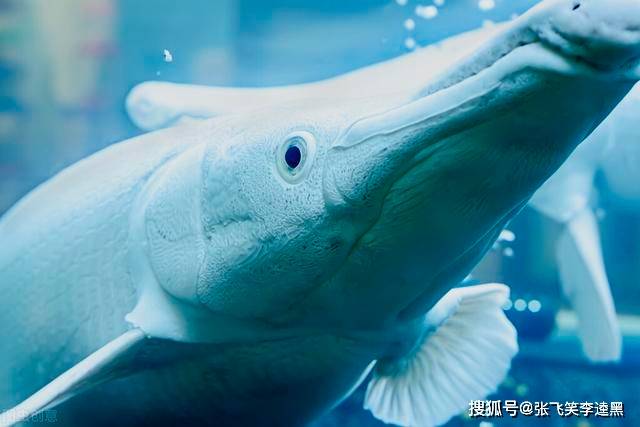 原创潜伏在水下的顶级掠食者已存活上亿年美国人却因害怕将其捕杀