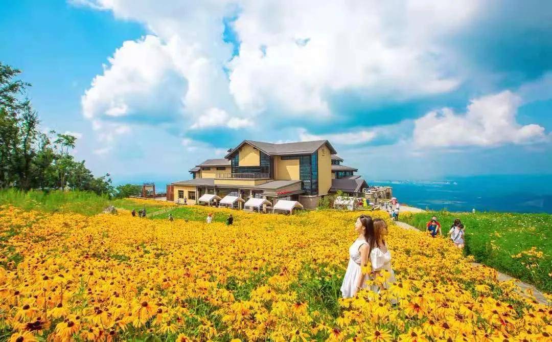 新车主之旅|万科潮范露营派对开营啦!_花海