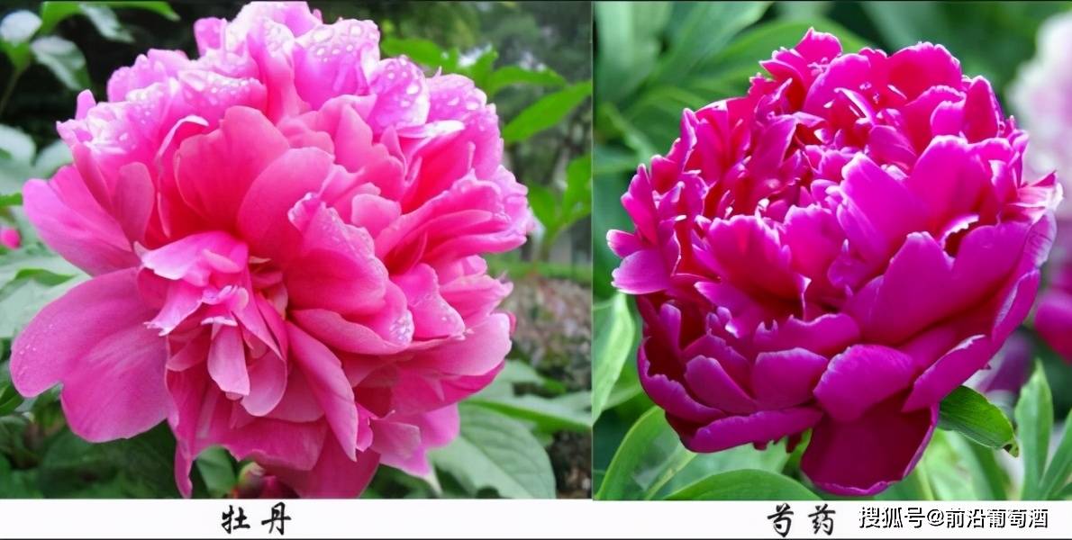 方法|葡萄酒花香的特点和品鉴方法,葡萄酒常见鲜花干花香分类图鉴详解